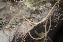 Sceloporus bicanthalis