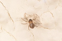 Menemerus semilimbatus