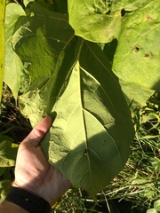 Catalpa speciosa