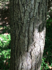 Catalpa speciosa