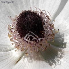 Anemone coronaria