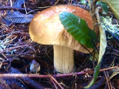 Boletus edulis grandedulis