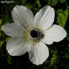 Anemone coronaria