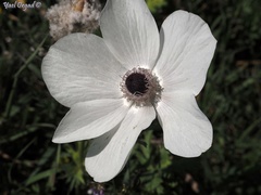 Anemone coronaria