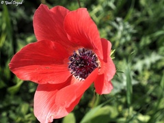Anemone coronaria