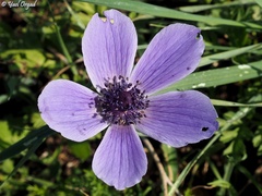 Anemone coronaria