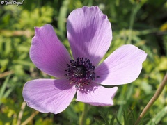 Anemone coronaria