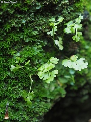 Anogramma leptophylla