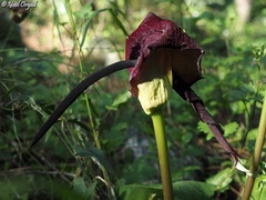 Arum palaestinum