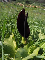 Arum palaestinum
