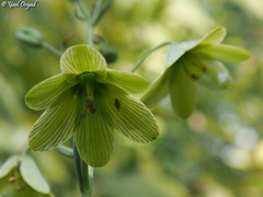 Fritillaria persica
