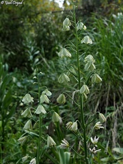 Fritillaria persica