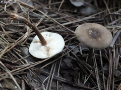 Fungi