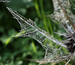 Gundelia tournefortii