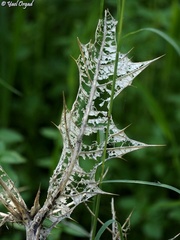 Gundelia tournefortii