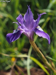 Moraea sisyrinchium
