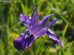 Moraea sisyrinchium