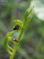 Ophrys lutea galilaea