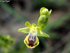 Ophrys lutea galilaea