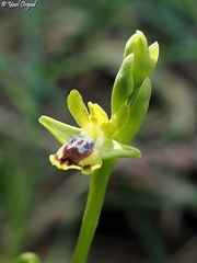 Ophrys lutea galilaea