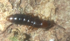 Leptusa ruficollis