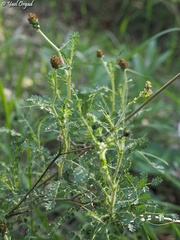 Sarcopoterium spinosum
