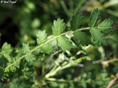 Sarcopoterium spinosum