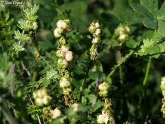 Sarcopoterium spinosum
