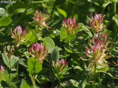 Trifolium spumosum