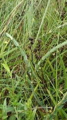 Phyllanthus glaucophyllus