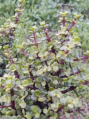 Portulacaria afra