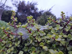 Portulacaria afra