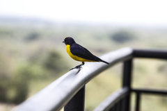 Euphonia laniirostris