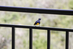 Euphonia laniirostris