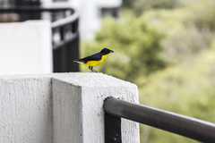 Euphonia laniirostris