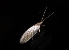 Wesmaelius subnebulosus