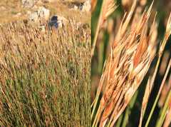 Hypodiscus argenteus