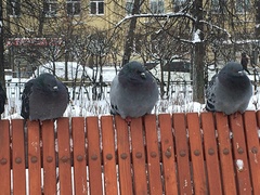 Columba livia domestica