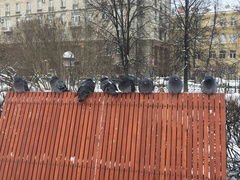 Columba livia domestica