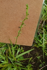 Habenaria filicornis