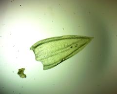 Forsstroemia trichomitria