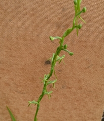 Habenaria filicornis