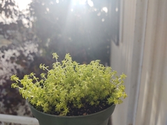 Sedum