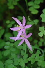 Hesperantha huttonii