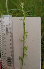 Habenaria filicornis