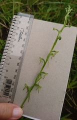 Habenaria filicornis