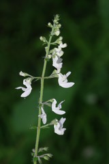 Equilabium laxiflorum