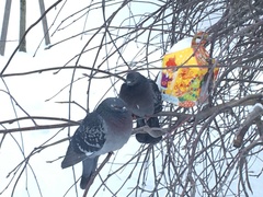 Columba livia domestica