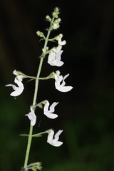Equilabium laxiflorum