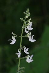 Equilabium laxiflorum